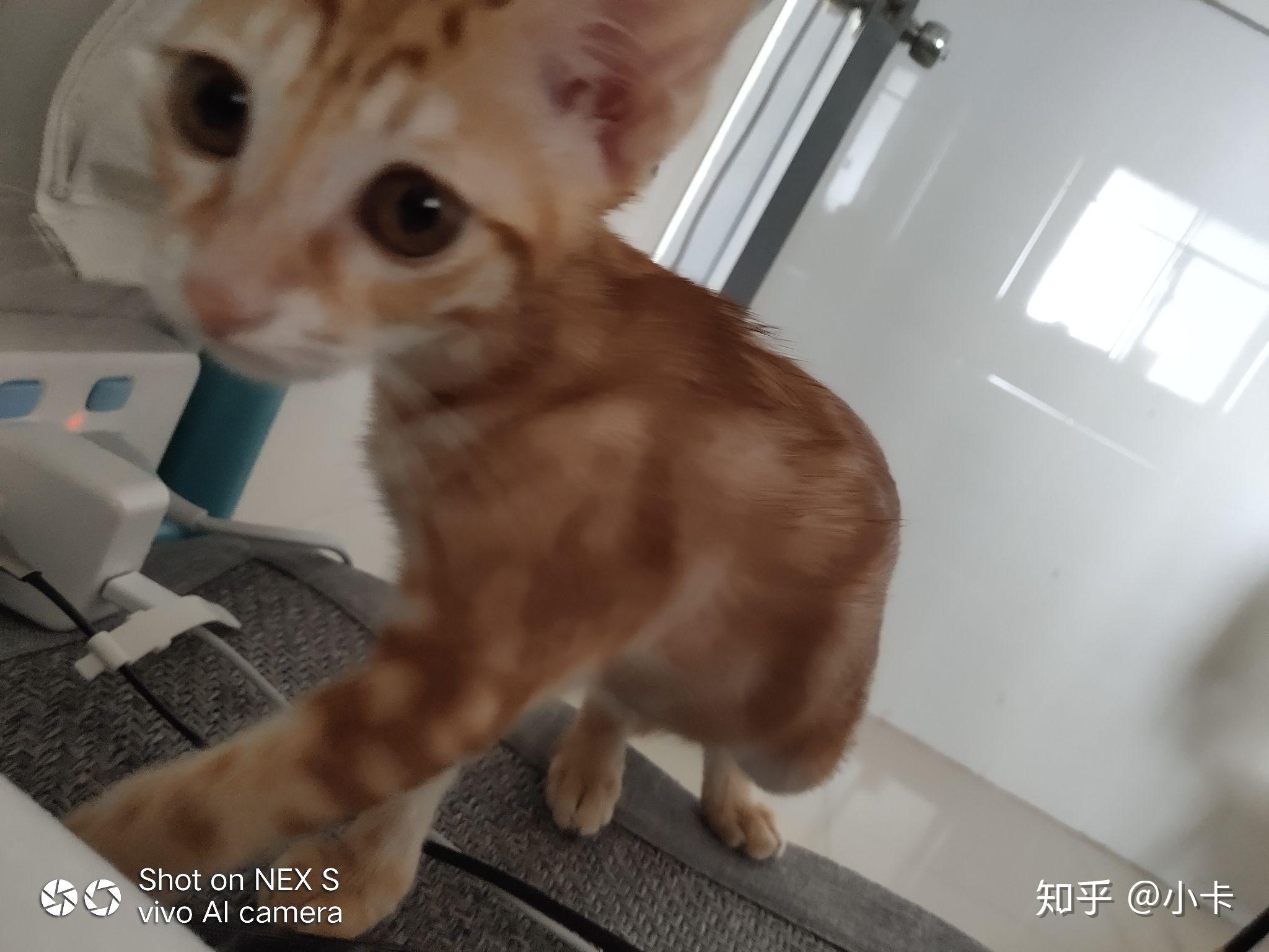 求问,我收养的这只橘猫是什么品种?