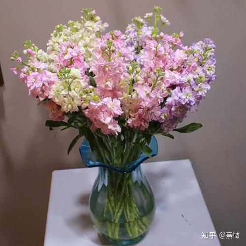 每周一花 | 配花照样出彩,紫罗兰花语,花艺运用全知道.