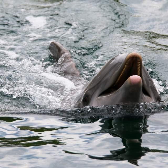 只有人类和海豚才会享受性爱吗?其他动物咧?