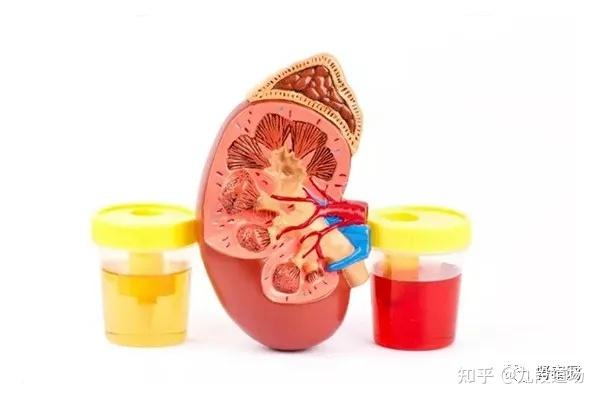 间质性肾炎 zhuanlan.zhihu.com