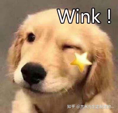 亘古难题:狗狗吃剩饭剩菜好还是吃狗粮好? - 知乎