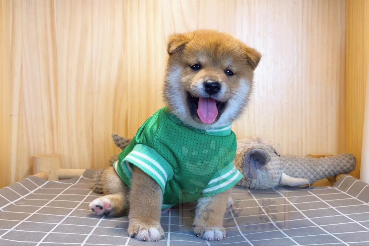 柴犬百科|赤柴该怎么挑选?赤柴价格是多少?