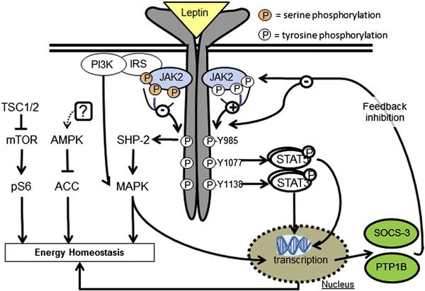 瘦素与瘦素抵抗——再看减肥