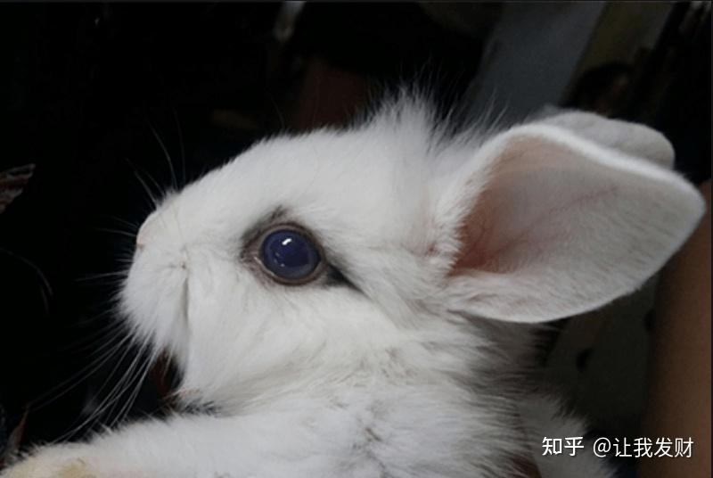 兔子眼睛流泪有分泌物