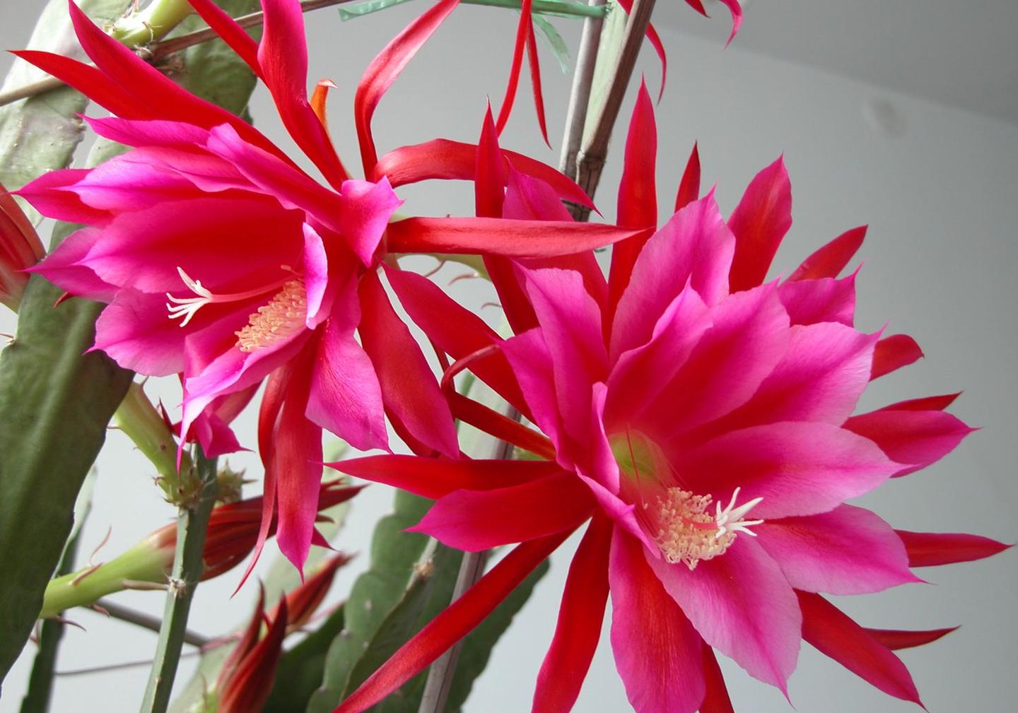 令箭荷花冬季怎么养护?