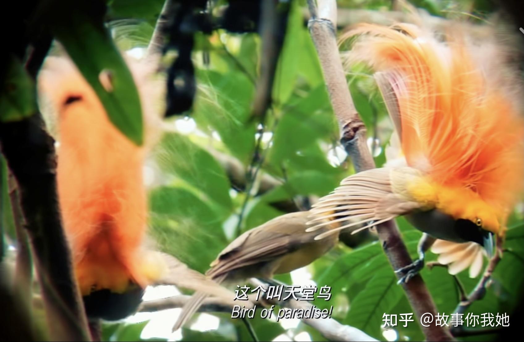 长视频时代落幕，短视频舒适生活崛起,优酷,短视频应用,2,4,3,第1张