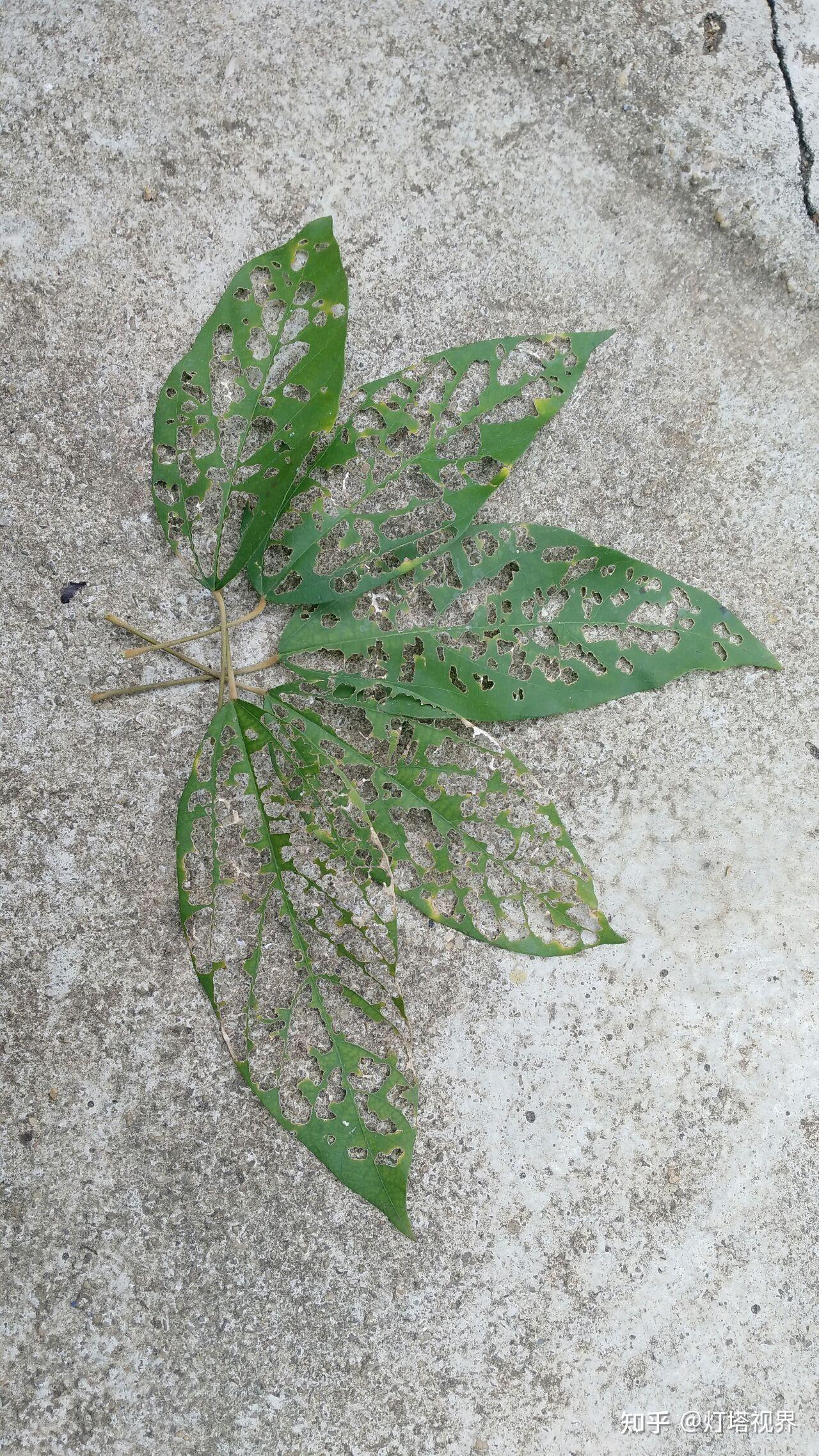被虫子咬过的树叶
