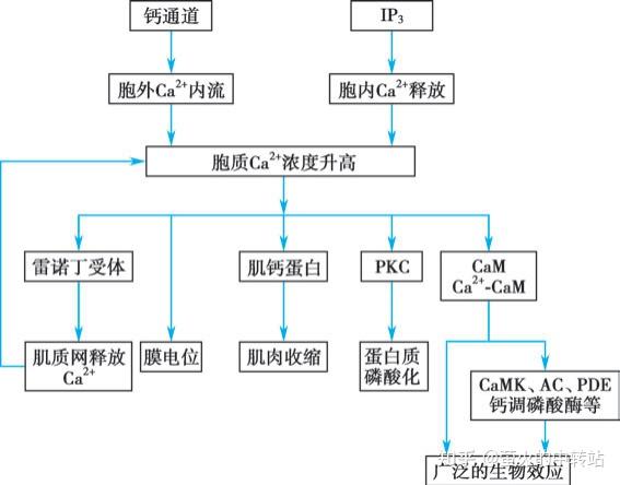 生理学整理细胞的信号转导