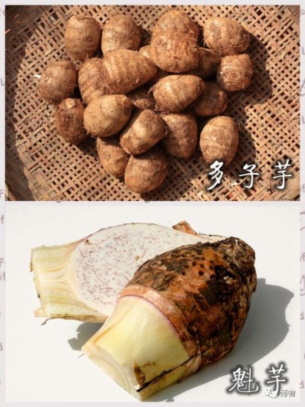 一周一果蔬你说芋头软白甜其实全身都是毒