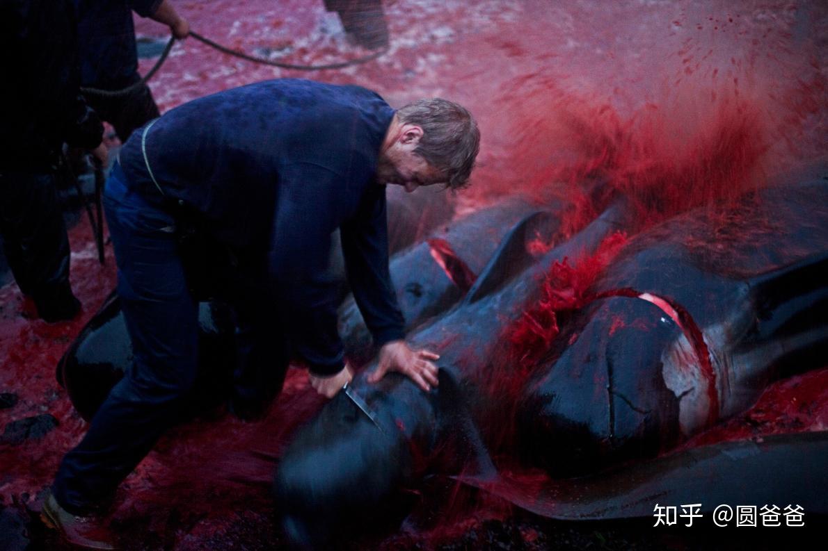 谷歌地图游世界法罗群岛风景宜人的北欧捕鲸手