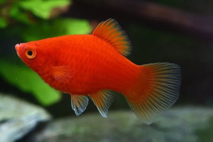 花斑劍尾魚xiphophorus maculatus,商品名字叫月光魚,一種非常好養的