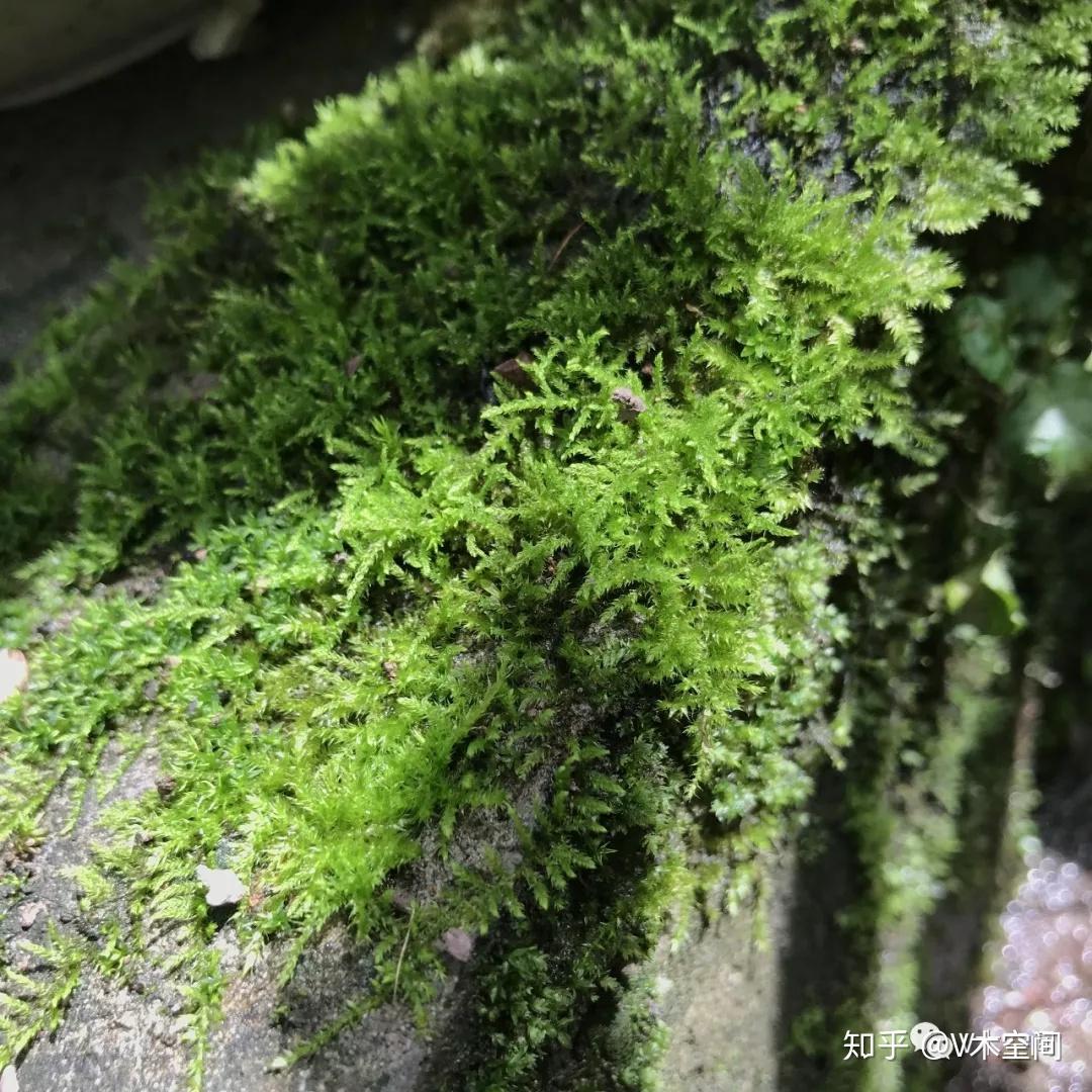 身边的苔藓植物小羽藓
