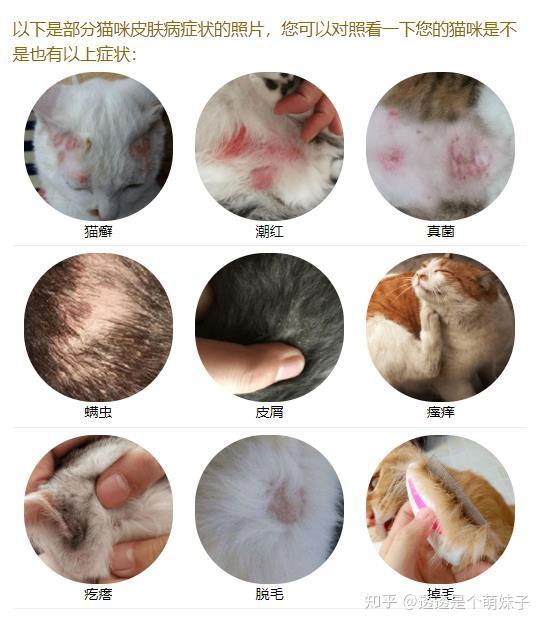 猫癣种类及症状图图片