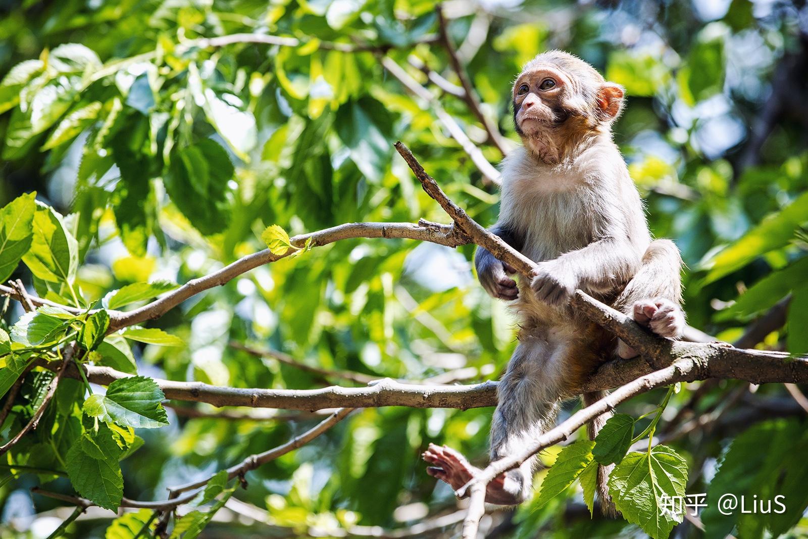 2019动物篇（44）：快乐的小猴子_生态_POCO摄影,生态,动物,猴子