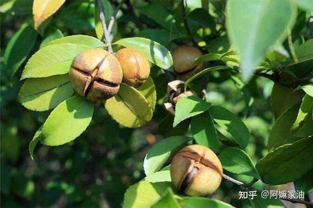 闽南民间老人治胃病每天早上这样做坚持一个月见效果