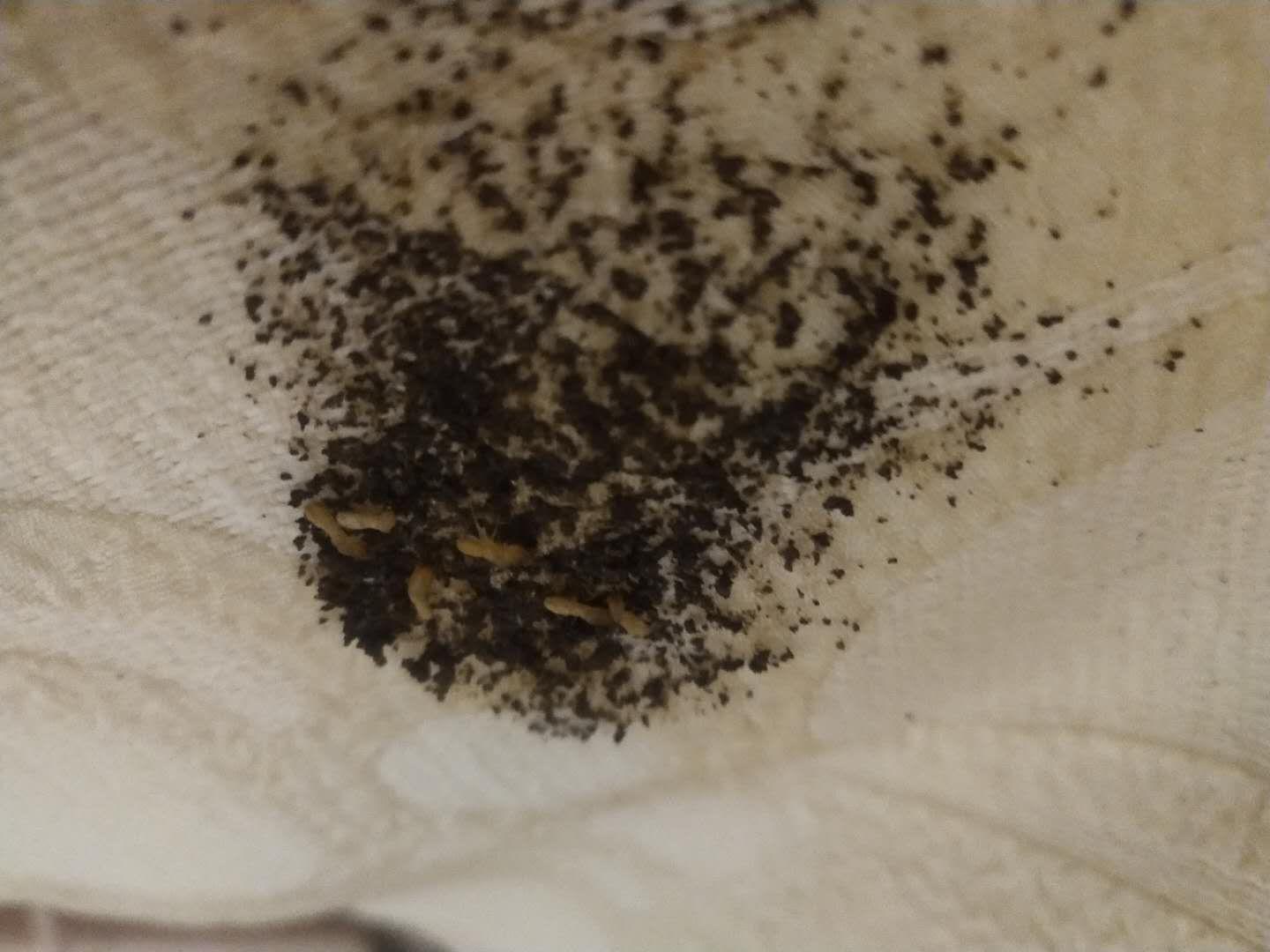 蚂蚁吃虫视频大全 v2-a255b0d134c60262c0d004c7b2c36e39_r.jpg