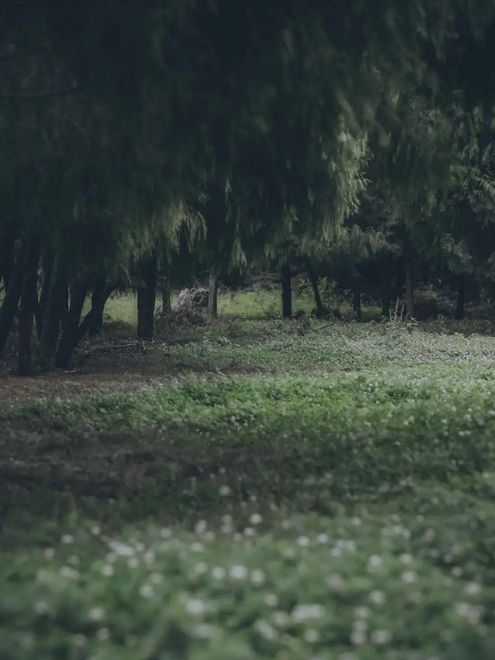 超级好看的绿色系壁纸,在这呢!护眼壁纸(绿色系列的壁纸)