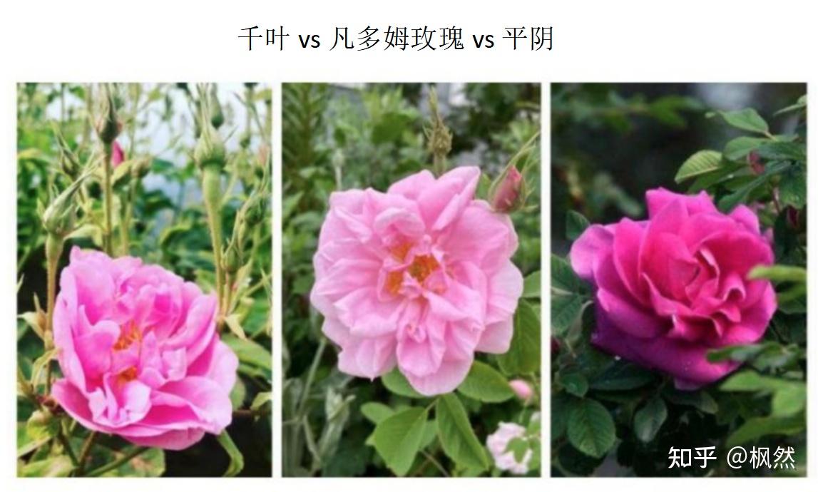 同样都是玫瑰花,羽心堂的凡多姆玫瑰到底好在哪?