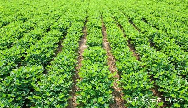 種植花生要高產需要怎麼做葉面追肥用斤半顆