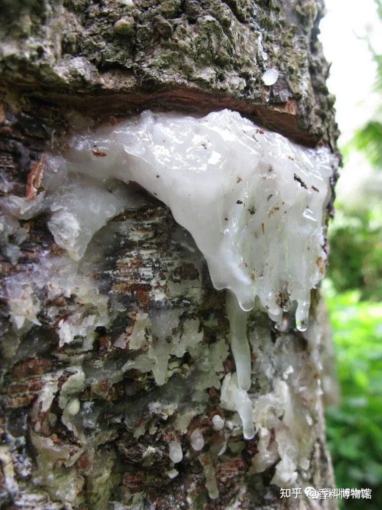 唐朝皇家梵香来自何方揭开詹糖香的神秘面纱