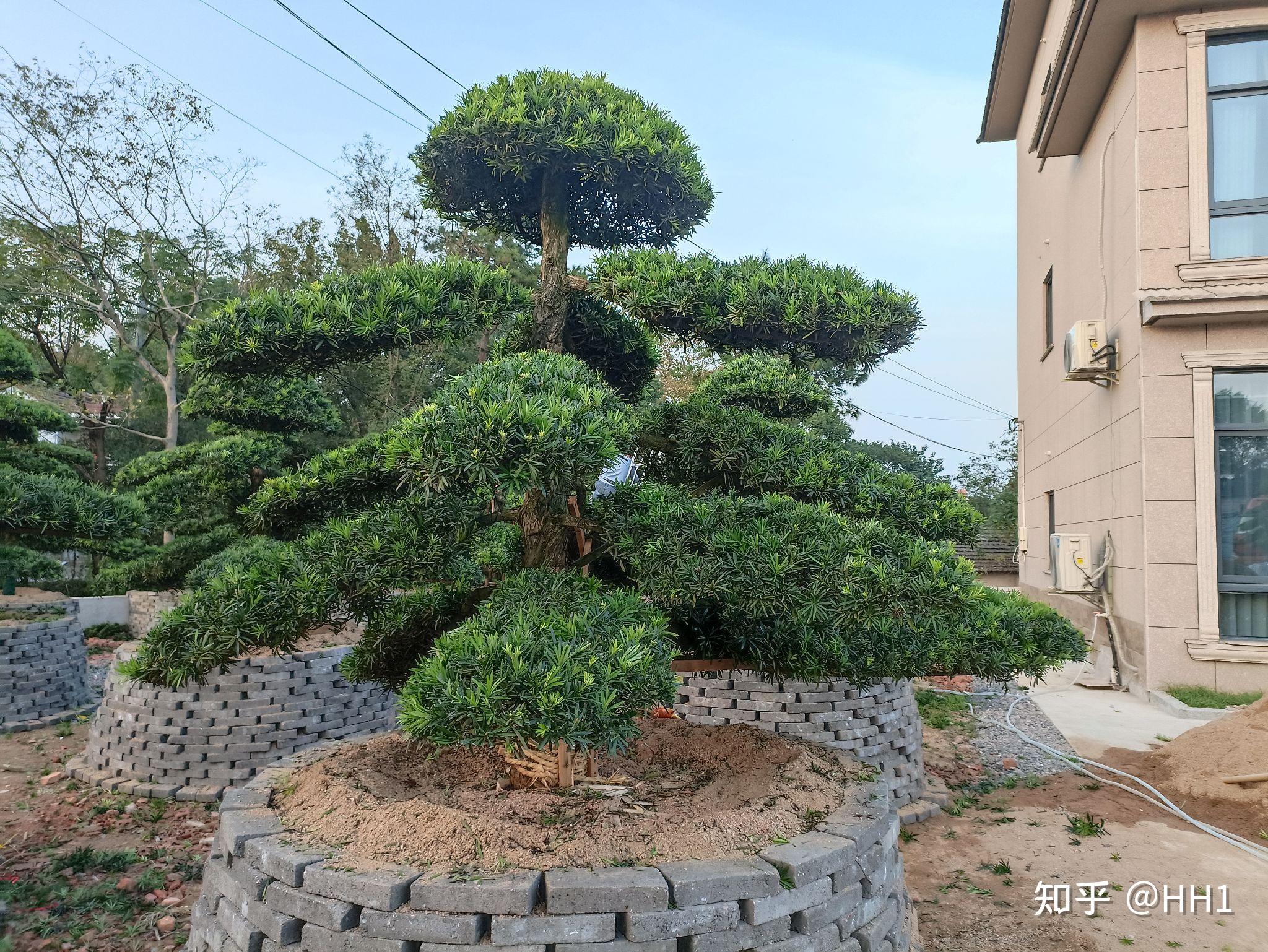 庭院景观造型 - 知乎