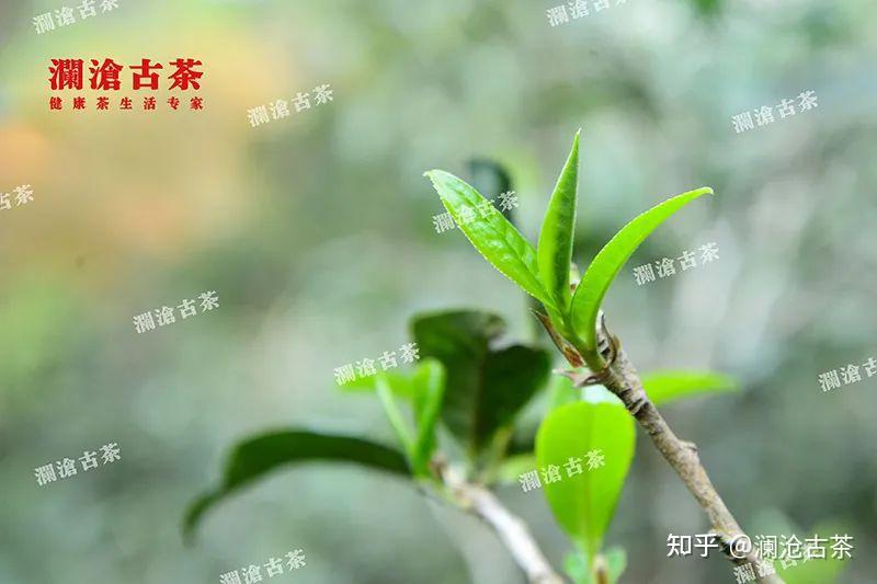 澜沧古茶2022年寻味问茶之旅领略倚邦莽枝蛮砖的山野气韵