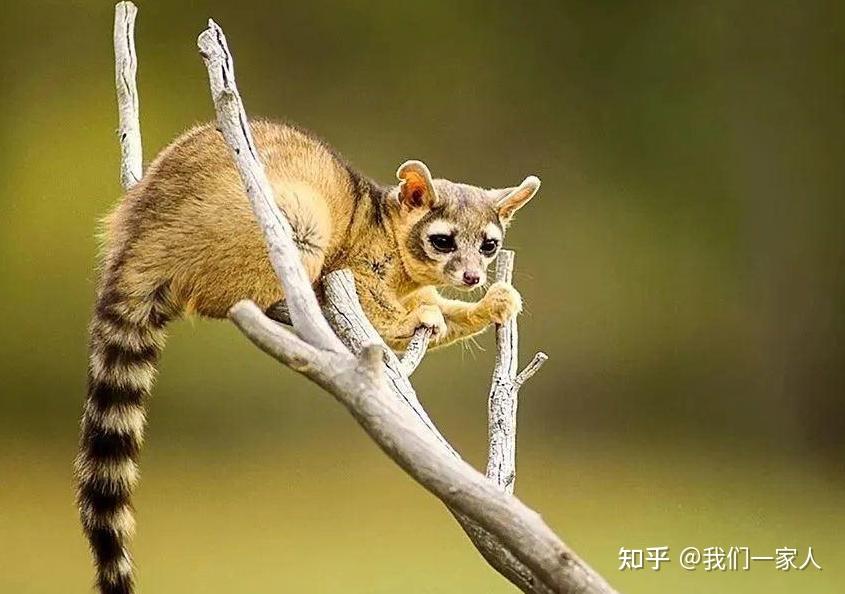 喜爱游泳,爬树,属于中国国家一级保护野生动物,所以谁养了这种猫咪,真