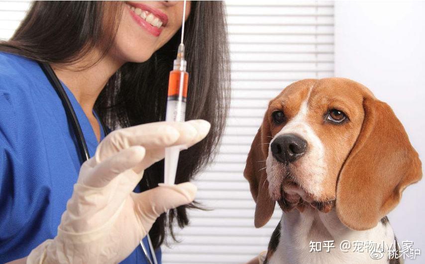 忘記帶狗狗去打狂犬疫苗