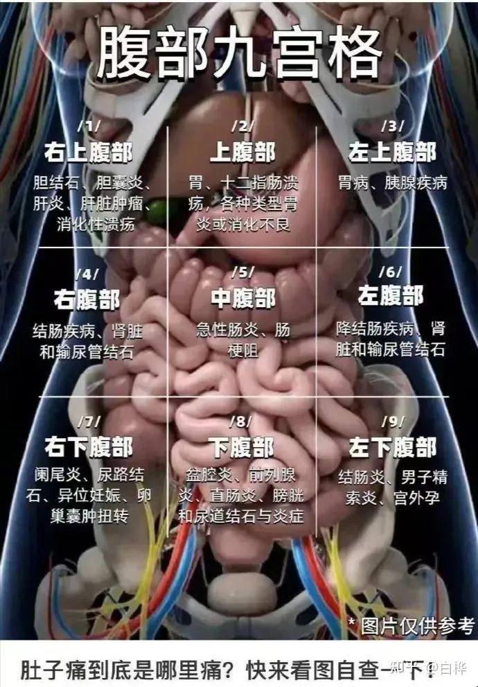 肚子不舒服到底是哪里出问题了?看了介绍秒懂 - 知乎