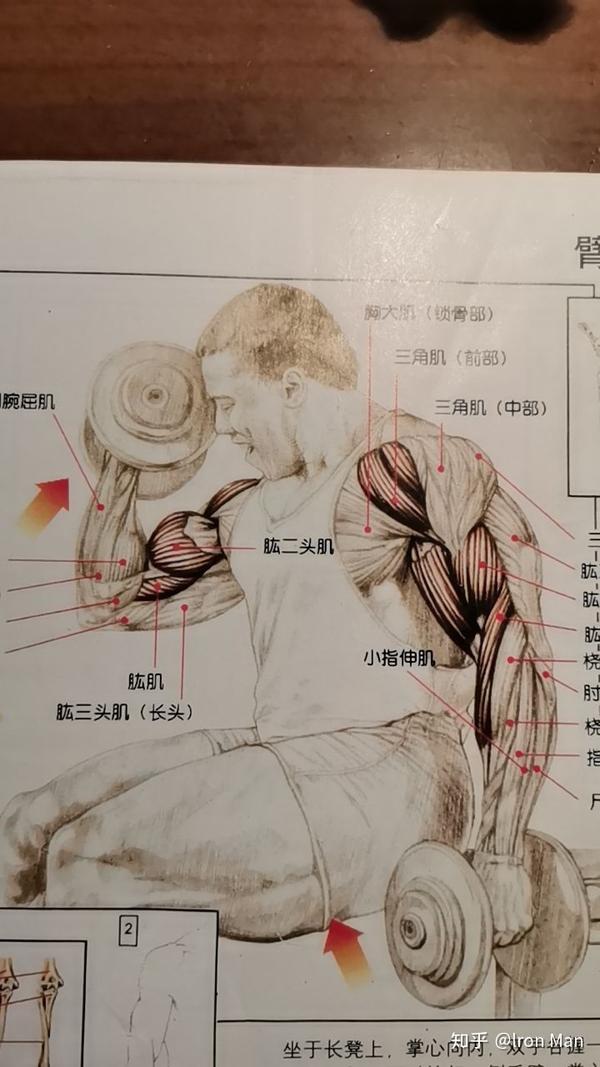 肱二头弯举训练 - 知乎