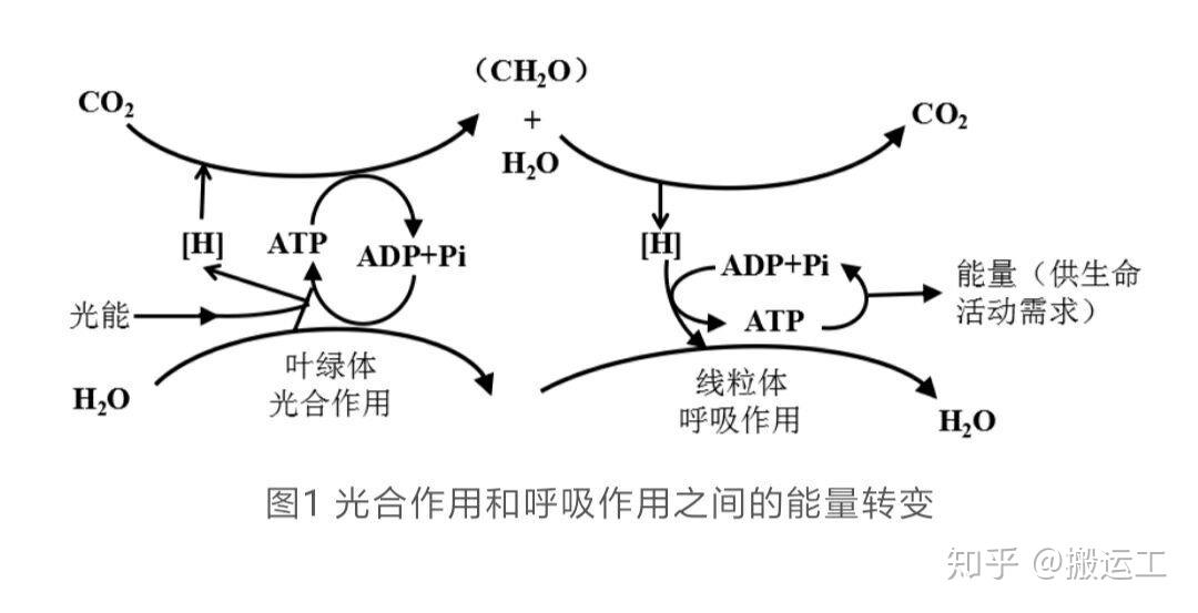 淀粉,蛋白质等,用于植物细胞的呼吸作用,能量储存,细胞结构形成等生命
