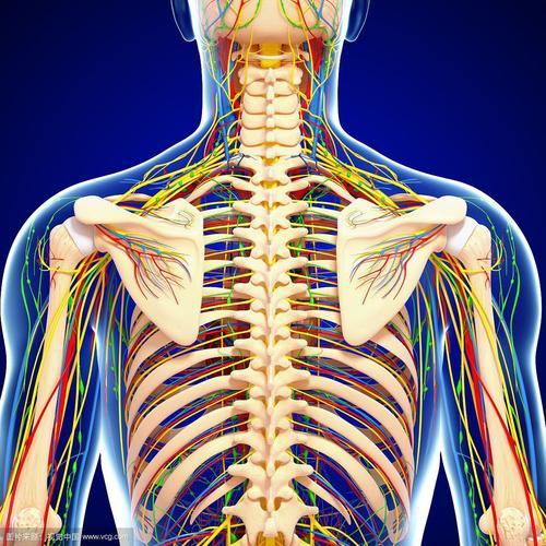 1个骶骨和1个尾骨组成脊柱内有脊髓,是神经系统中的低级中枢,由脊髓