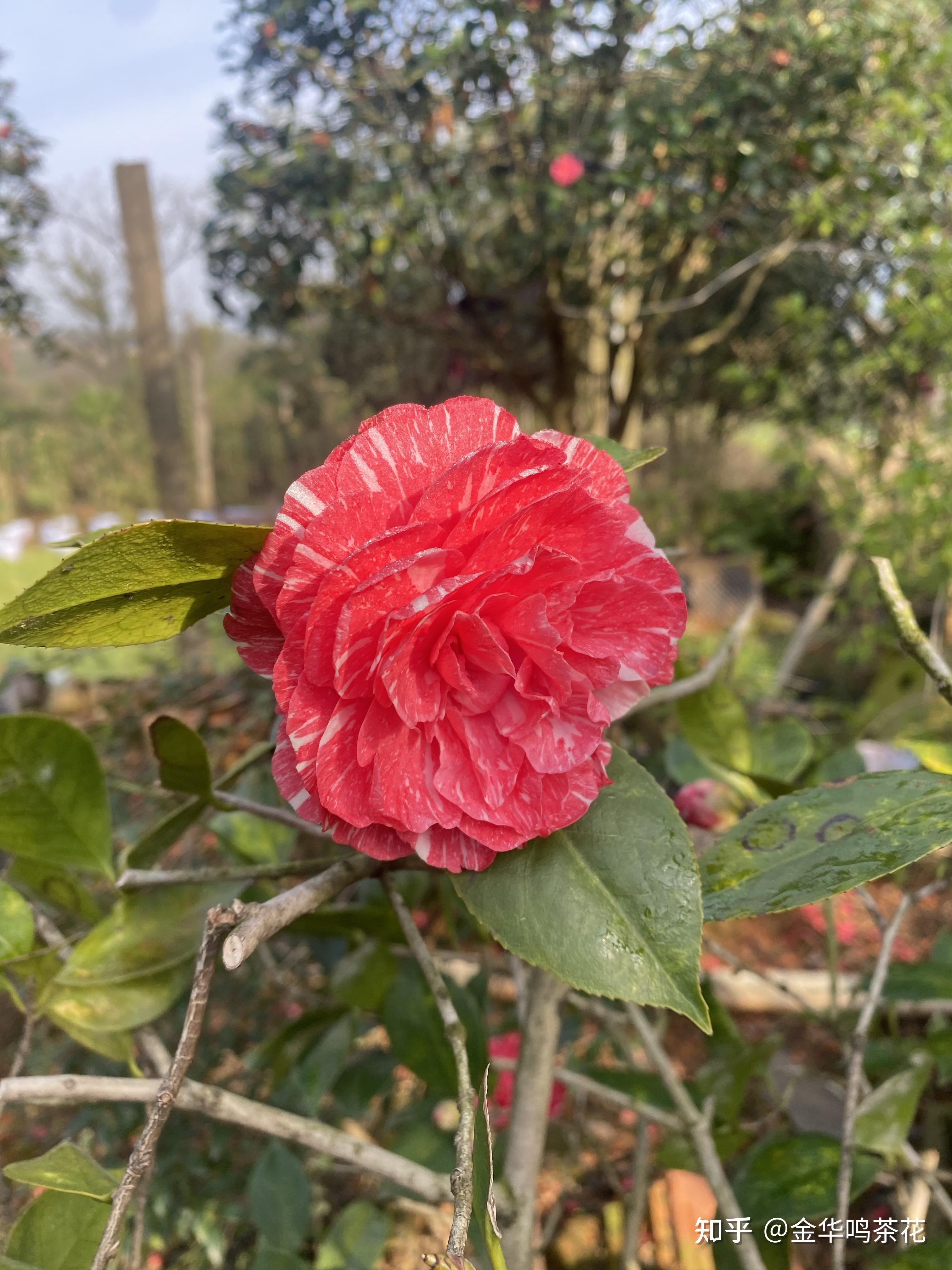 鸳鸯凤冠茶花 - 知乎