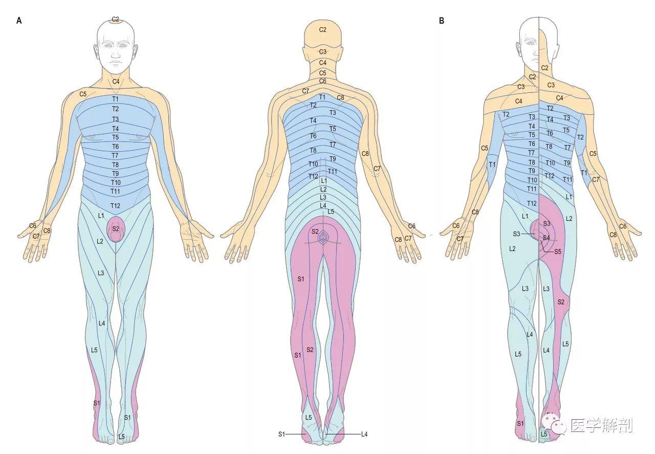 脊髓、脊柱、脊神经高清解剖图
