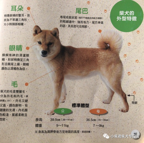 为什么柴犬是日本天然纪念物