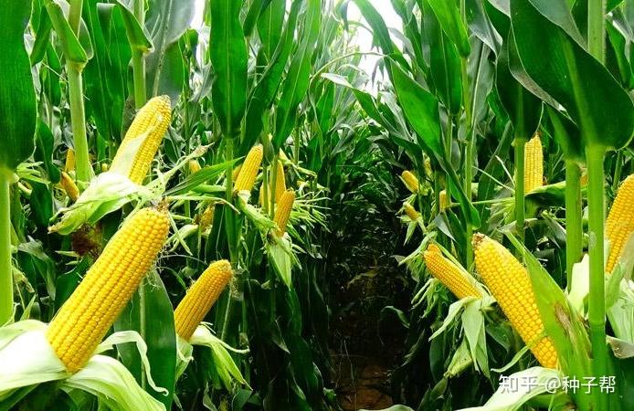 植株高达4米的青贮玉米产量是玉米2倍每亩多赚好几百元