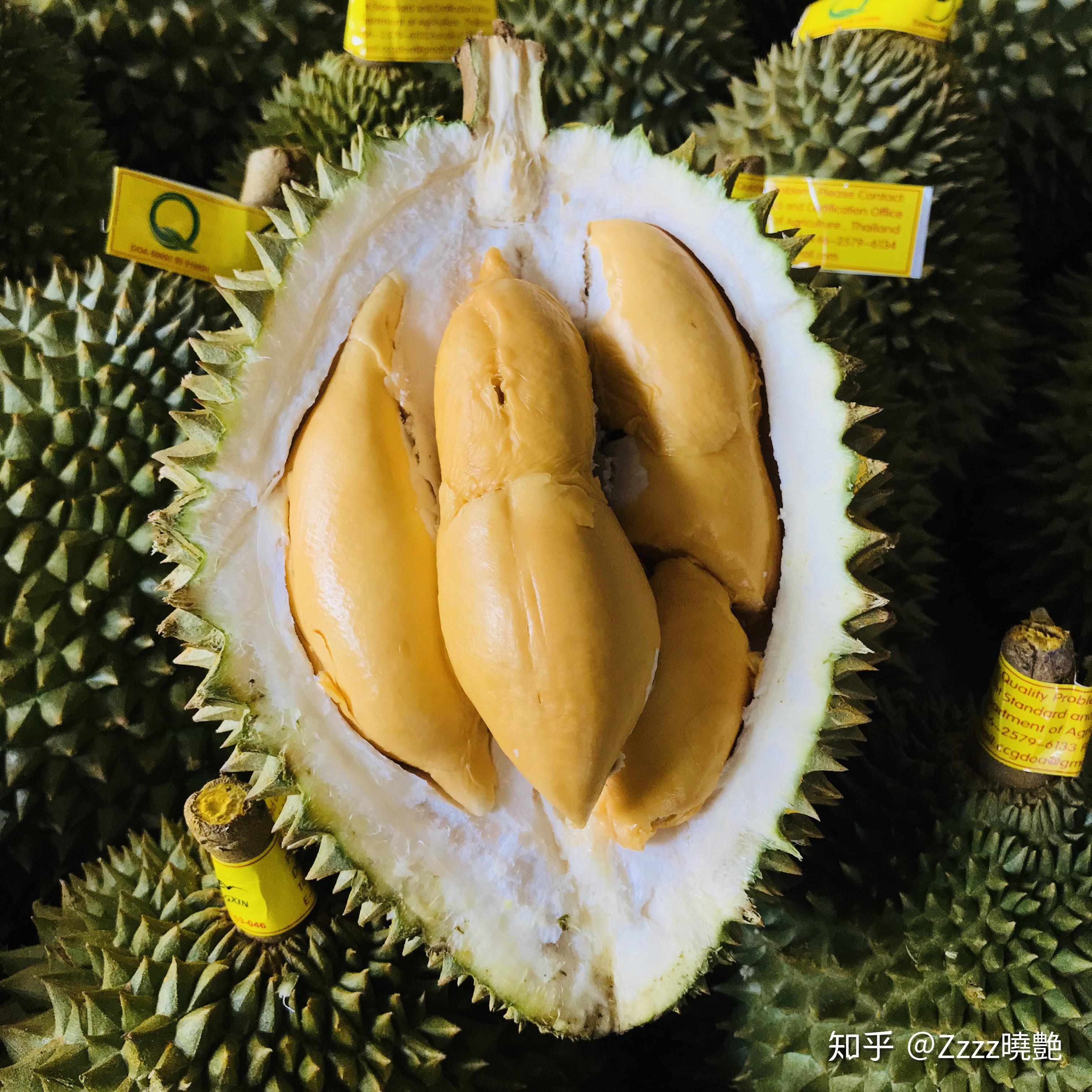 榴莲介绍系列托曼尼