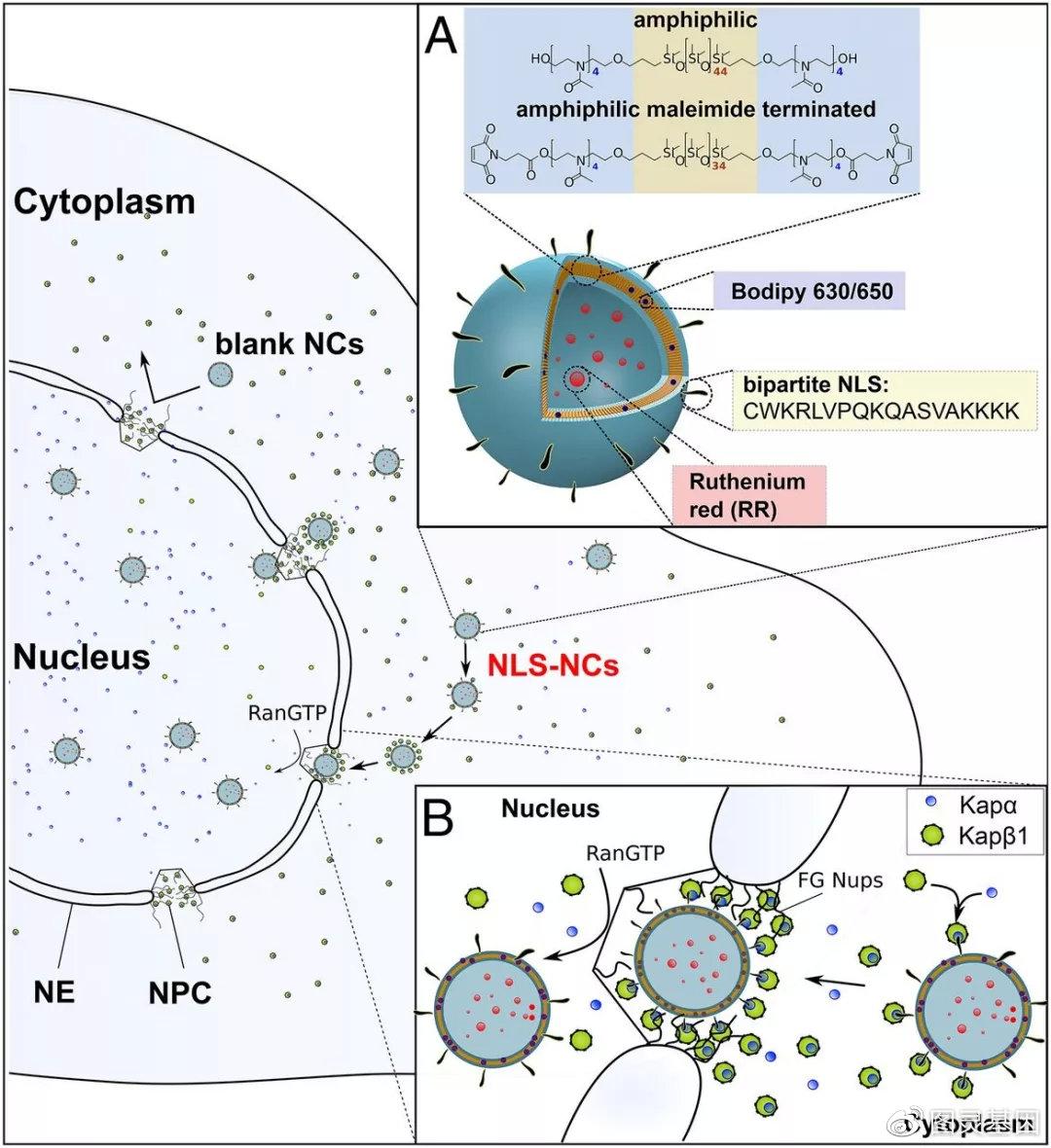 前沿分子生物学机制(34)