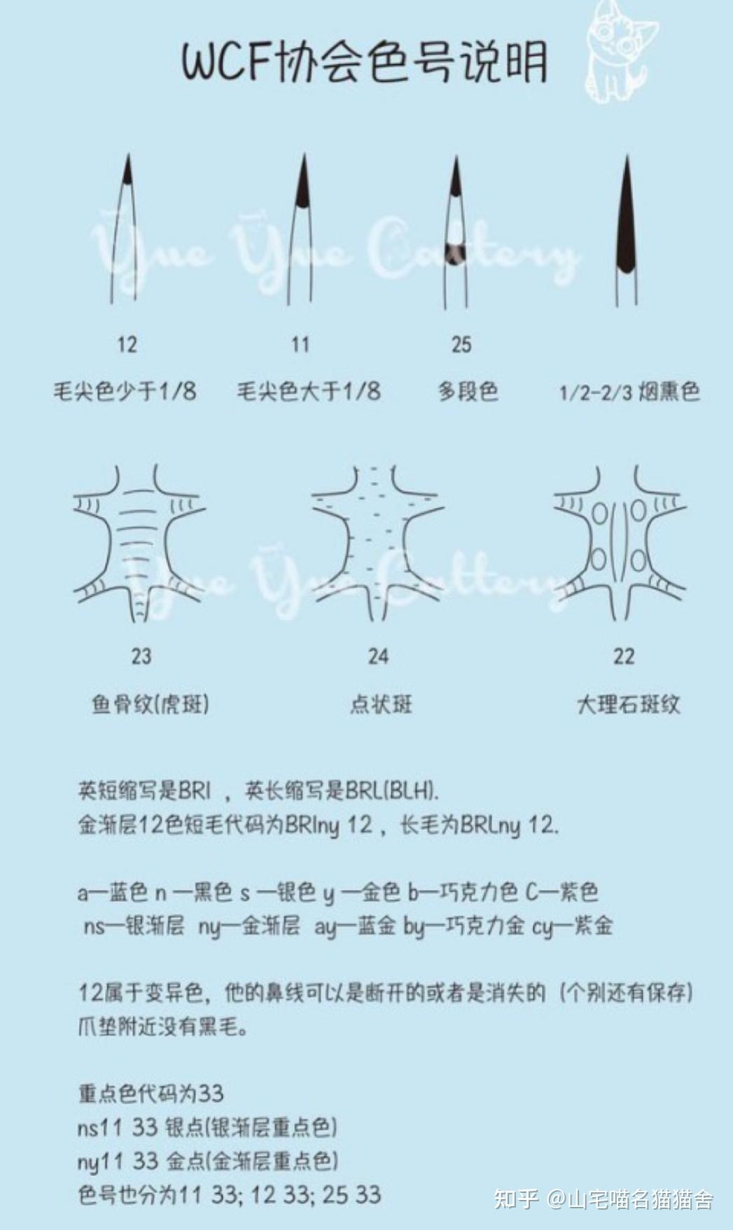 一篇文章教你认识英短金渐层,判断金渐层品质好坏,色号区分