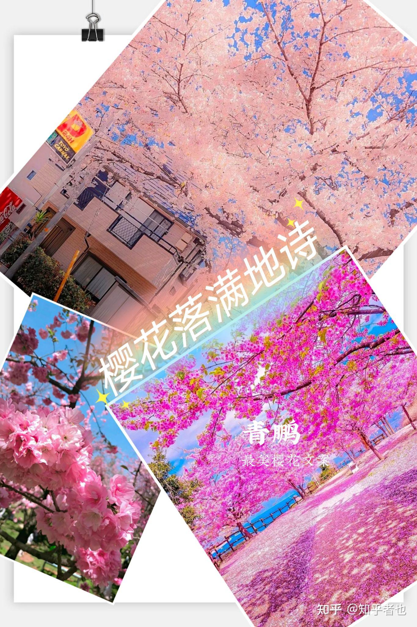 浪漫樱花季关于樱花那些浪漫到窒息的文案