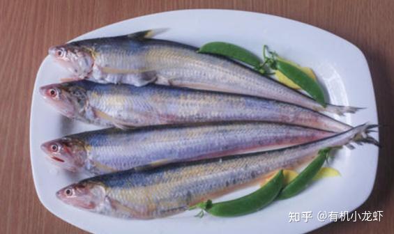 刀鲚 - 知乎