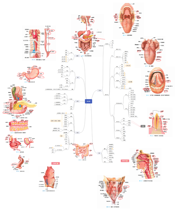 系统解剖学 思维导图分享