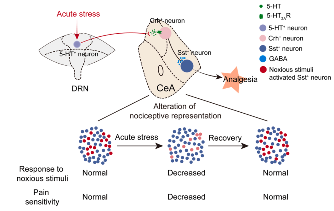 Neuron | 紧急时刻疼痛感消失?孙衍刚团队揭示中缝背核 - 杏仁核环路是应激镇痛的关键通路 - 知乎
