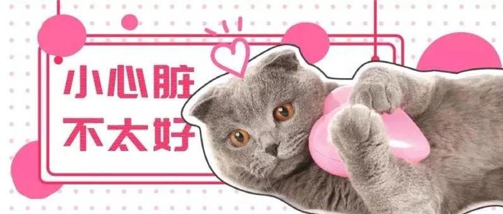 警惕 号称 猫咪极速杀手 的hcm 猫奴却知之甚少 知乎