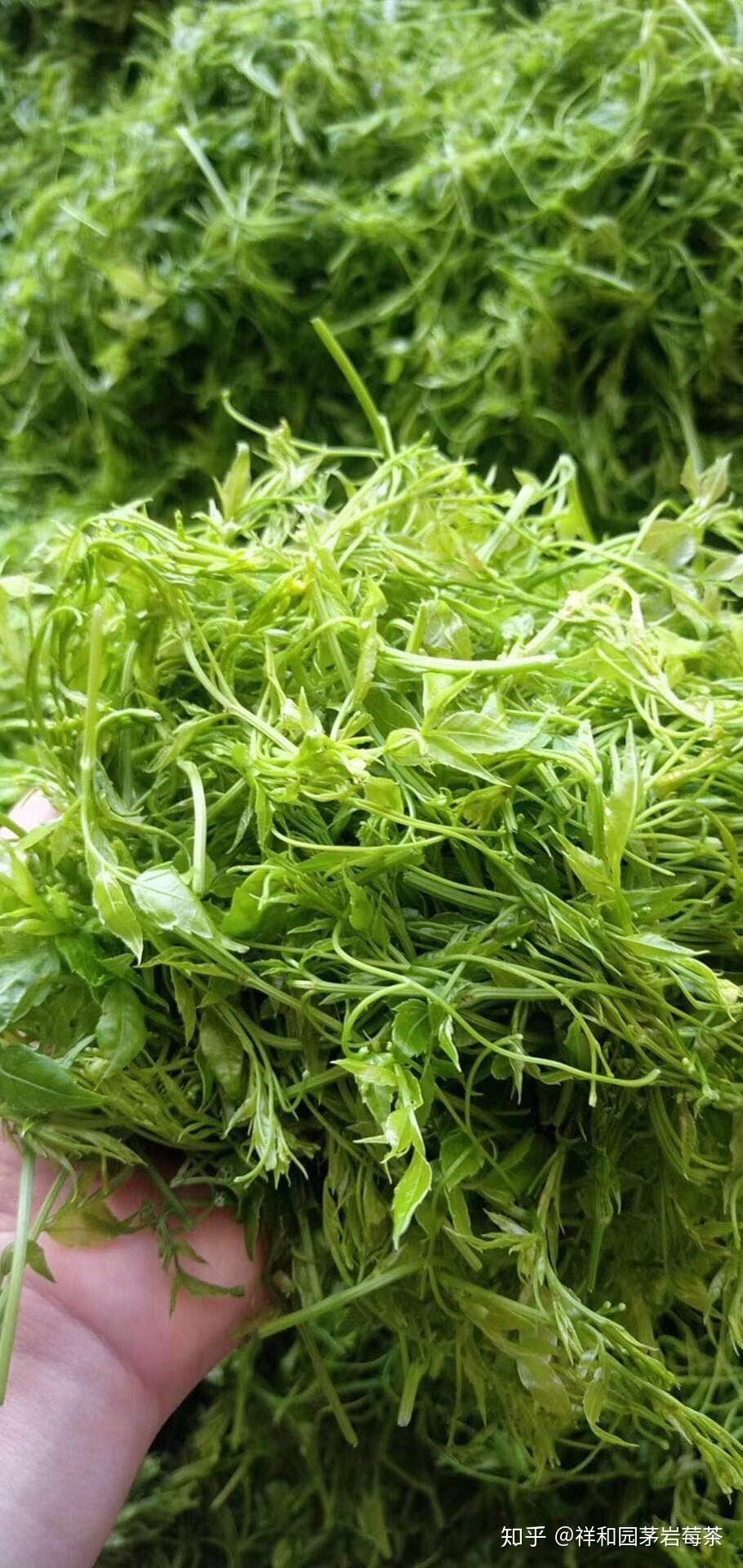 浅析莓茶的功效