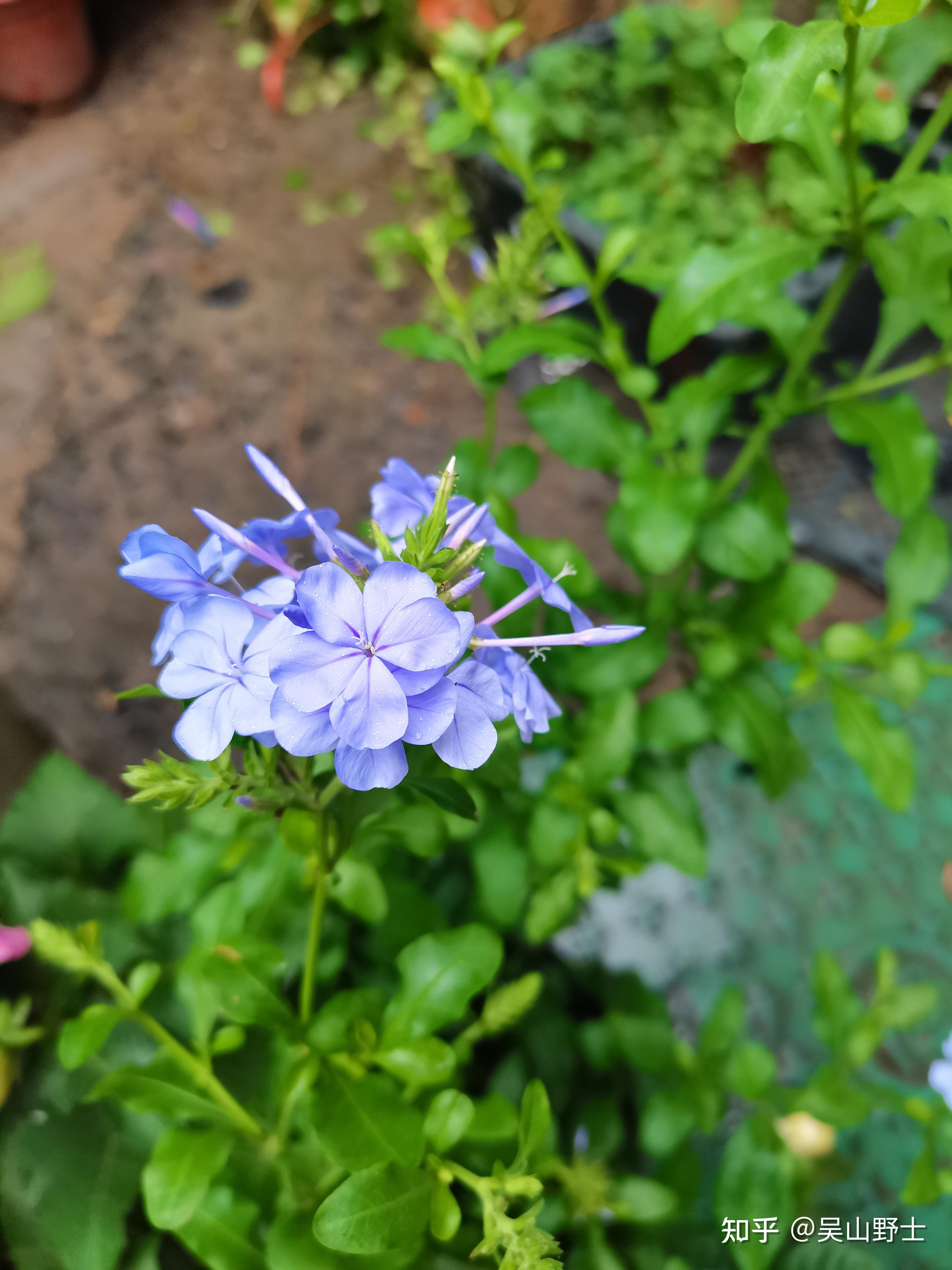 七绝蓝花丹平水韵