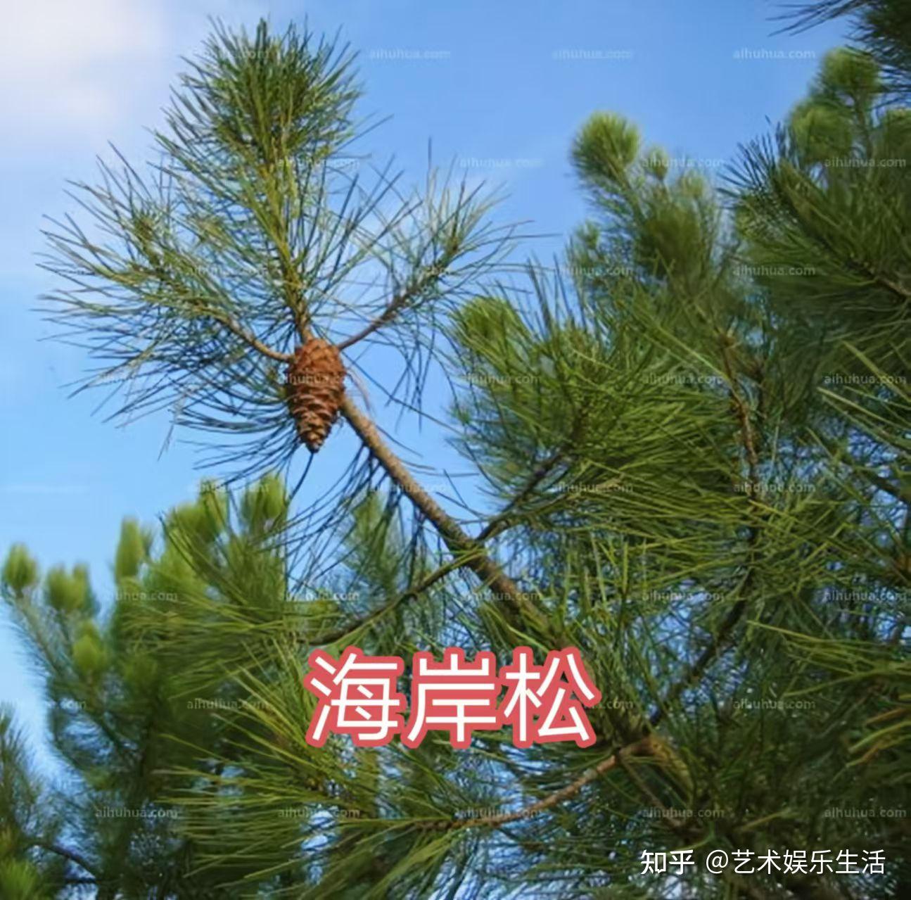 215种松科植物,最长寿的狐尾松已经活了4800岁 - 知乎