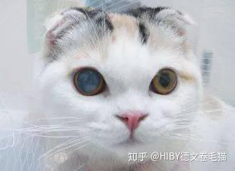 v2-a2d6452bbe3ceaa8b00b1c86f0bf9869_b.jpg