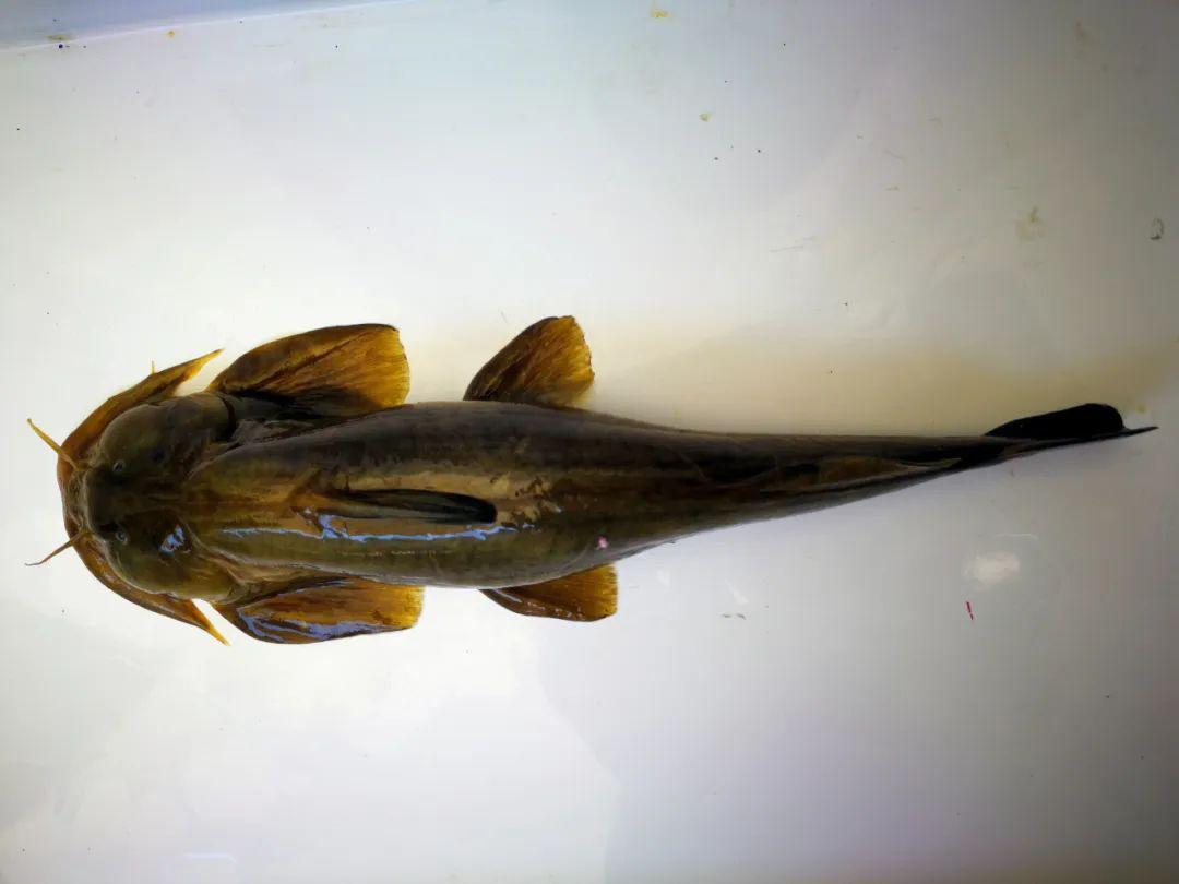 躲在石头下常误认为是黄颡鱼过去徒手就能抓到如今千元1斤