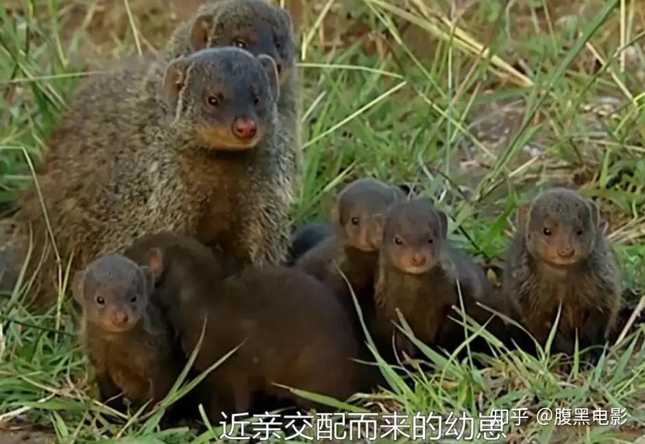 为了能振兴家族,有的猫鼬小姐就身兼起了与外族通婚的重任.